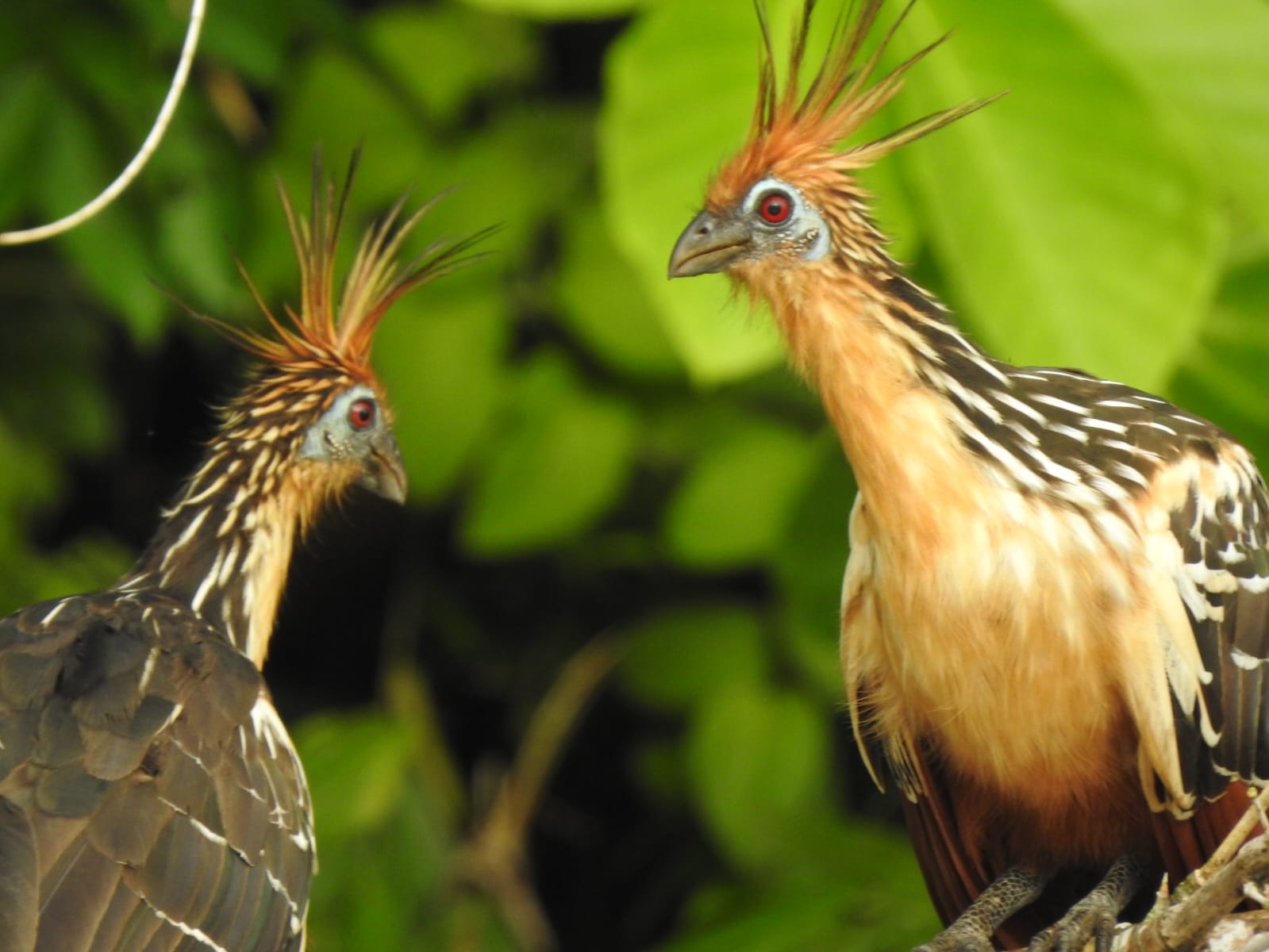 Tour: Birdwatching Adventure - 5 Days / 4 Nights