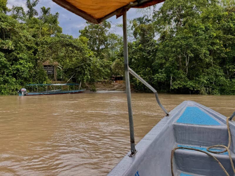 Cocha Antshrike & Lodge Transfer