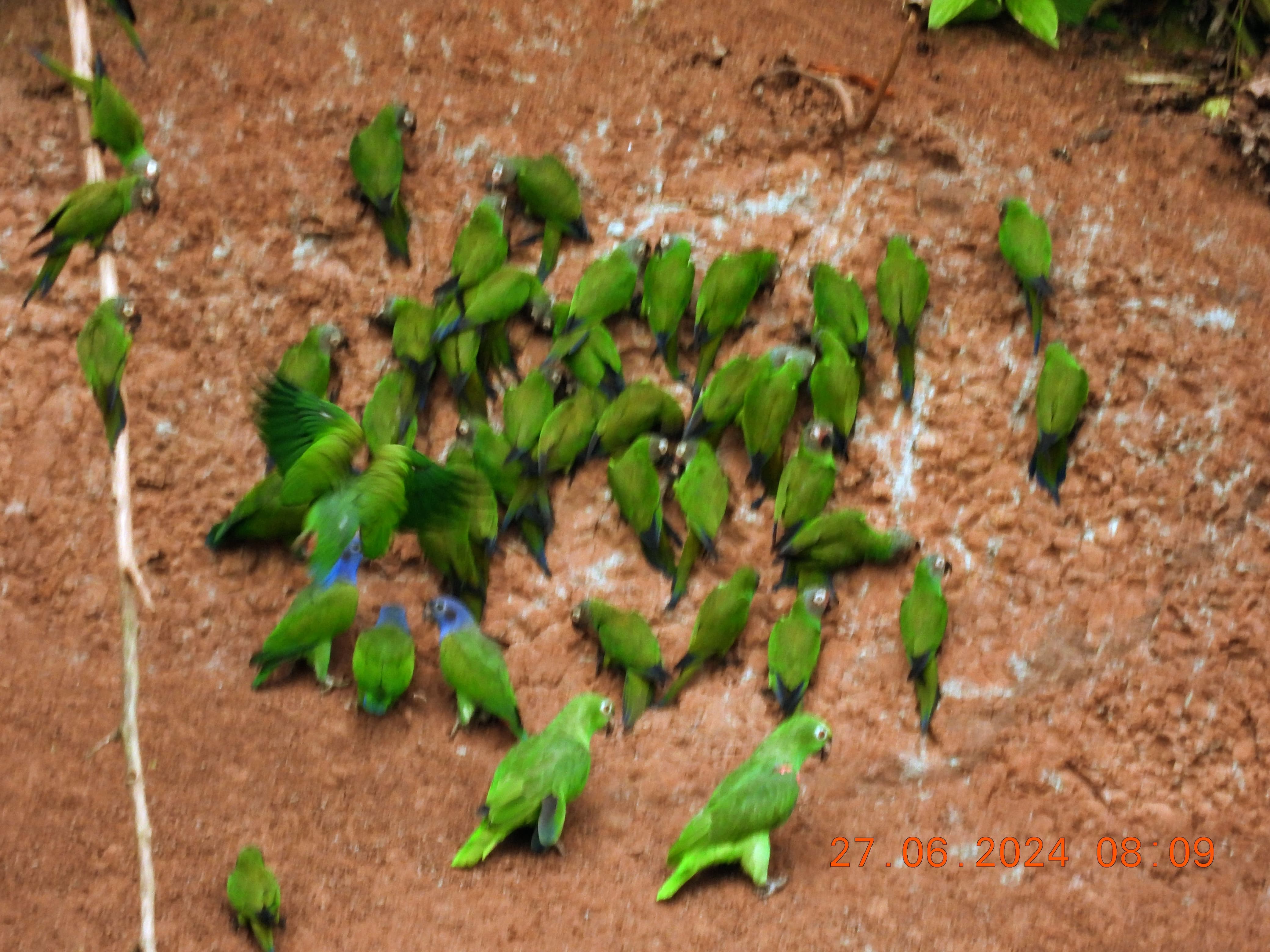 Parrots & Culture