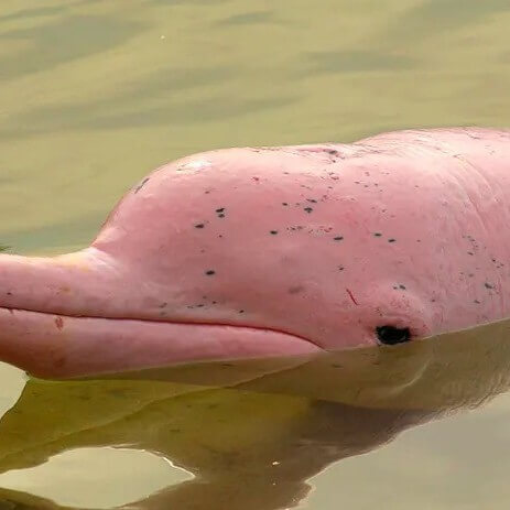 River Safari